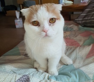 스코티쉬 폴드 무료분양