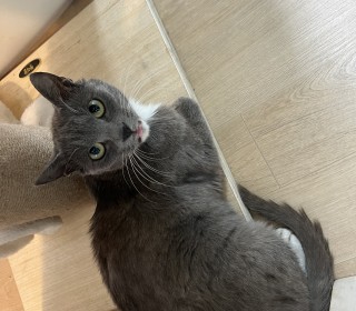 러시안 블루 무료분양