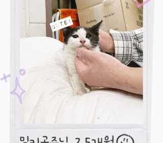 한국 고양이 무료분양