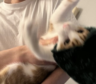한국 고양이 무료분양
