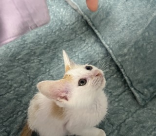 한국 고양이 무료분양