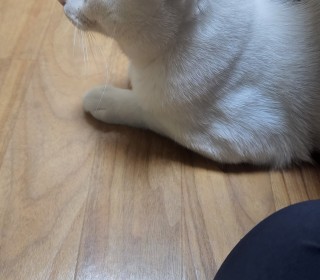 한국 고양이 무료분양