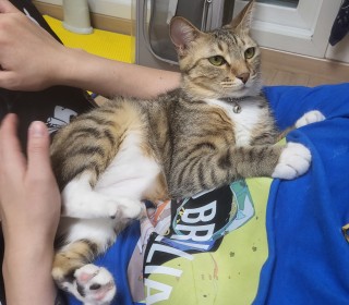 한국 고양이 무료분양