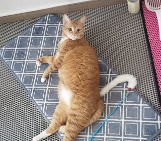 한국 고양이 무료분양