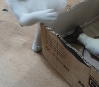  무료분양