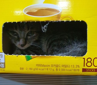 한국 고양이 무료분양