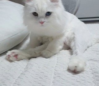 터키쉬앙고라 무료분양
