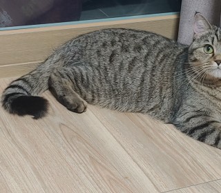 브리티쉬숏 무료분양