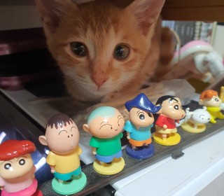 기타 무료분양
