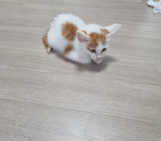 한국 고양이 무료분양
