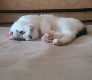 한국 고양이 무료분양