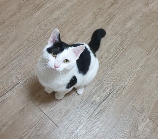  무료분양