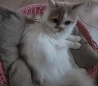 브리티쉬숏 무료분양