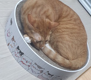 한국 고양이 무료분양
