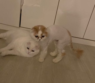 스코티쉬 폴드 무료분양