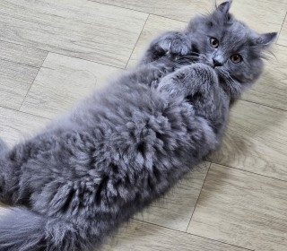 기타 무료분양