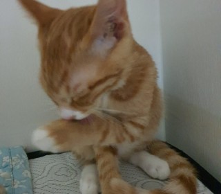 한국 고양이 무료분양