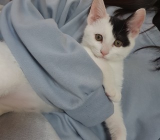 한국 고양이 무료분양
