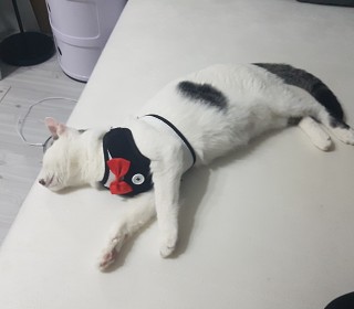 한국 고양이 무료분양