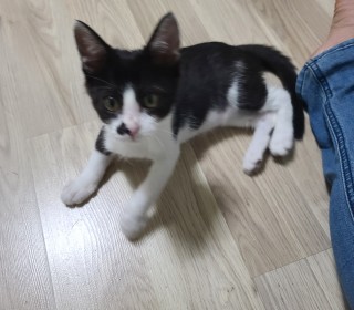 한국 고양이 무료분양