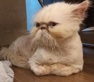 페르시안 무료분양