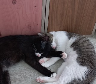 한국 고양이 무료분양