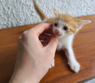 한국 고양이 무료분양