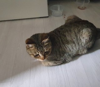 한국 고양이 무료분양