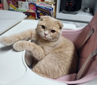 스코티쉬 폴드 무료분양