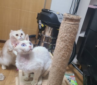 기타 무료분양