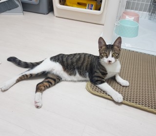 한국 고양이 무료분양