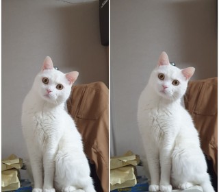 브리티쉬숏 무료분양