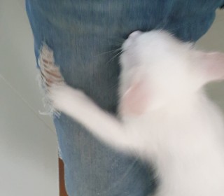 기타 무료분양