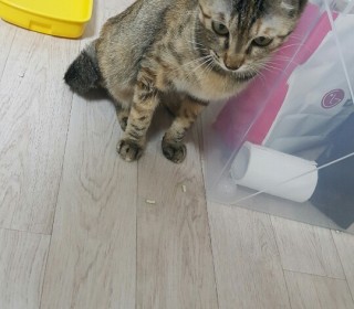 한국 고양이 무료분양
