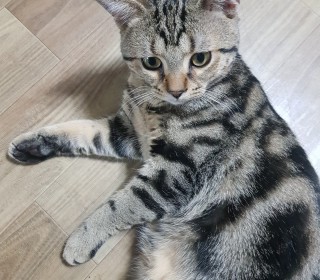 아메리칸 숏헤어 무료분양