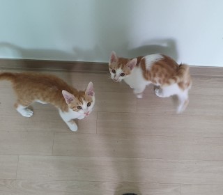 한국 고양이 무료분양