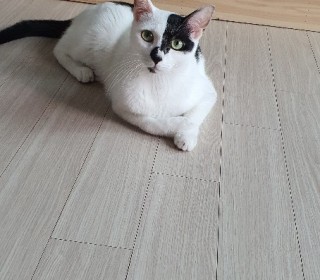 한국 고양이 무료분양