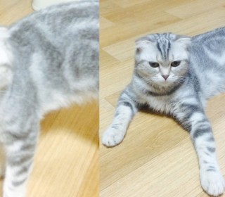 스코티쉬 폴드 무료분양