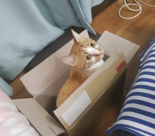 한국 고양이 무료분양