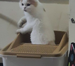 스코티쉬 폴드 무료분양