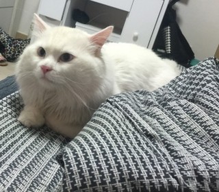 터키쉬앙고라 무료분양
