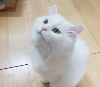 터키쉬앙고라 무료분양