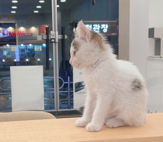 한국 고양이 무료분양