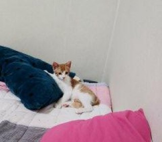 한국 고양이 무료분양