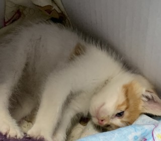 한국 고양이 무료분양