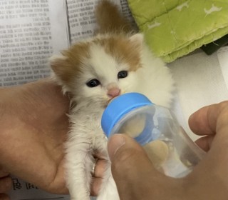 한국 고양이 무료분양