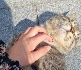 한국 고양이 무료분양
