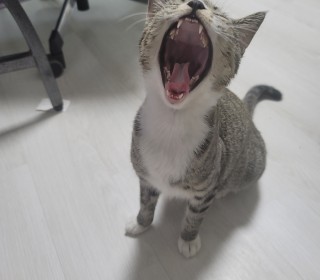한국 고양이 무료분양