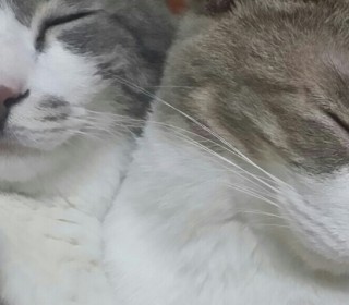 한국 고양이 무료분양