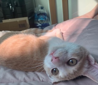 기타 무료분양